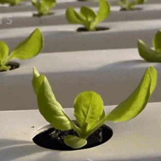 hydroponic_growing
